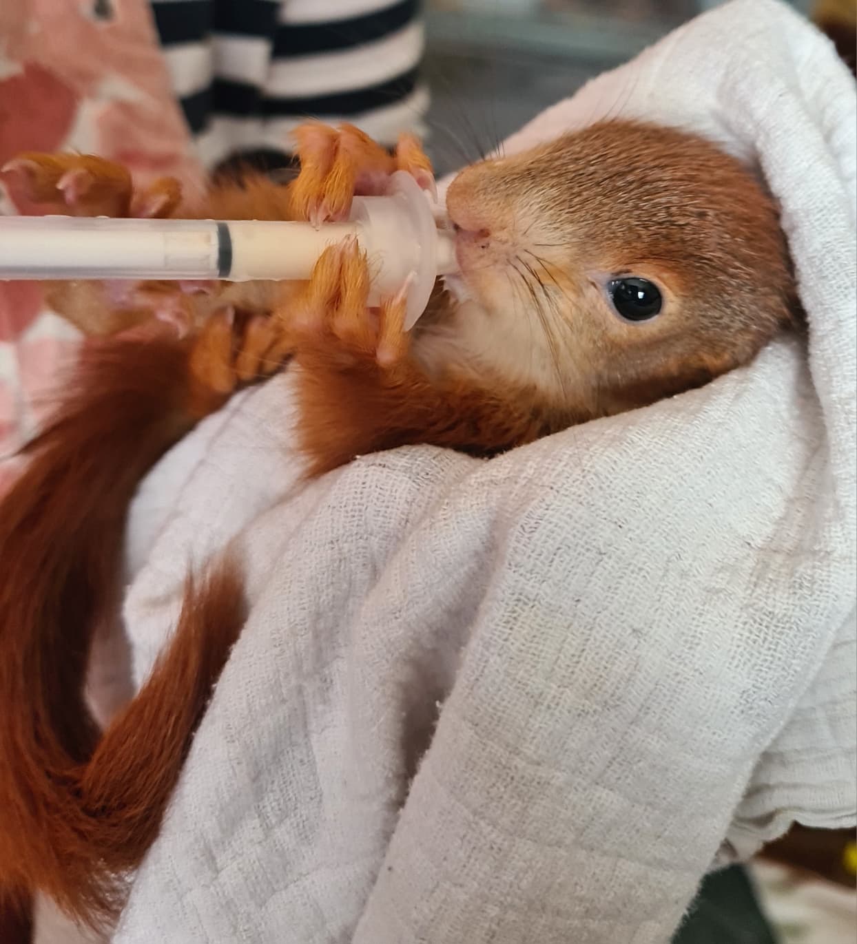 Baby-Eichhörnchen wird mit der Spritze gefüttert