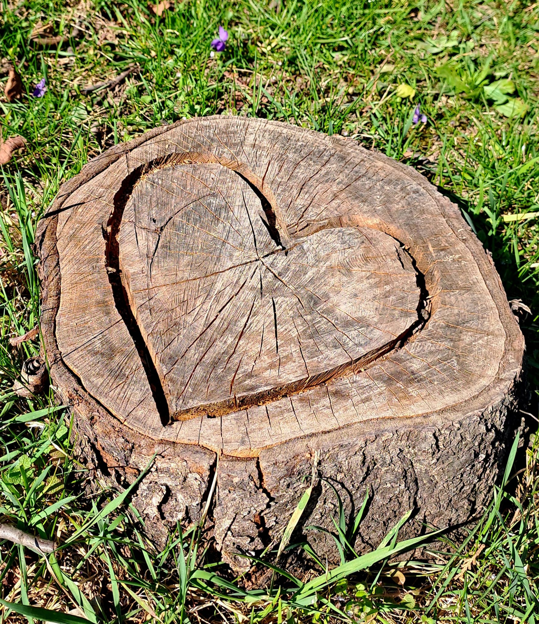 Frühlingsblüten – ein Symbol für Hoffnung und neues Leben